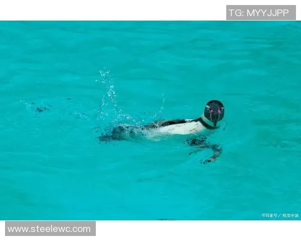 游泳对身体健康的多重益处与科学解析